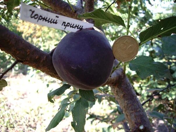 Персик черный принц описание сорта фото Черный Принц. Фотография из альбома Персик + Нектарин - 11 из 11 ВКонтакте