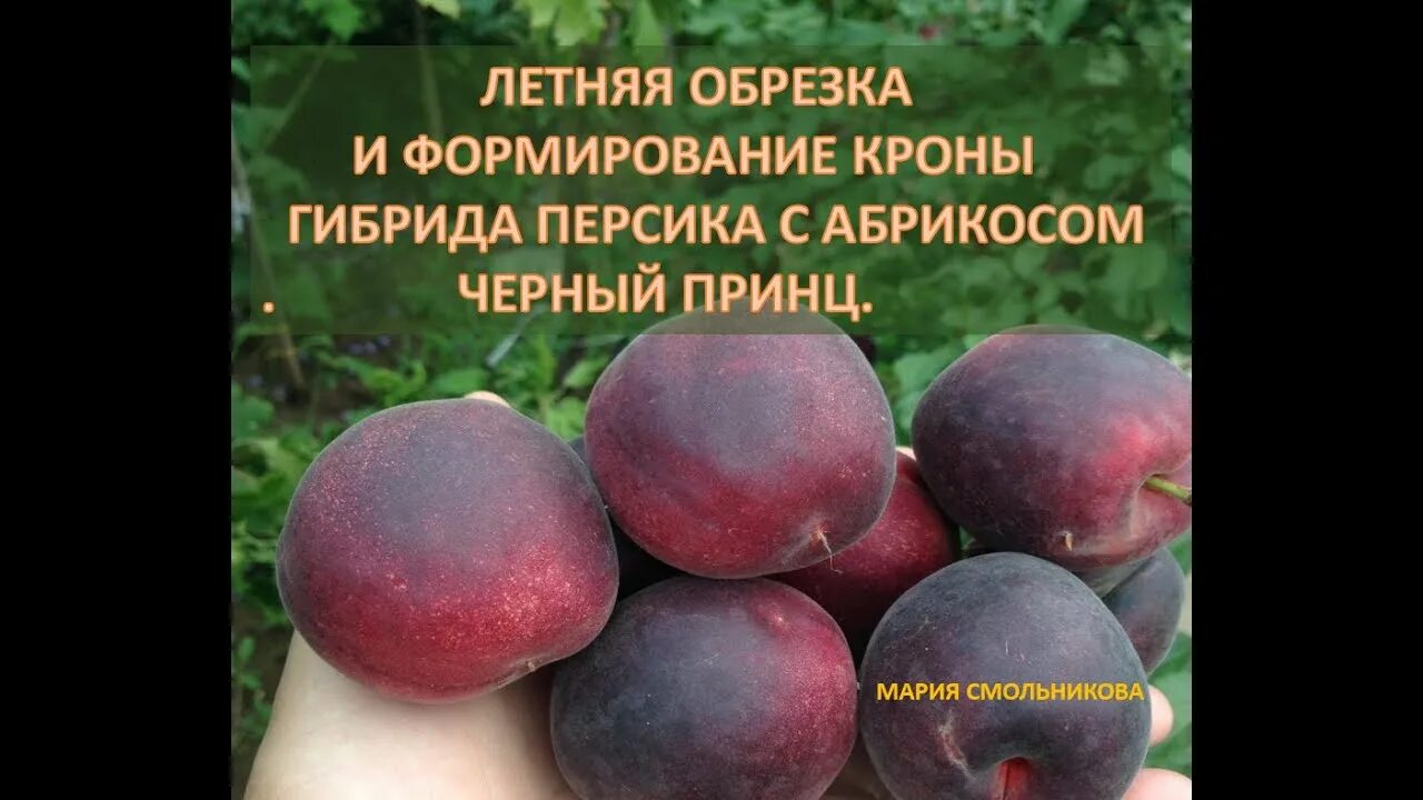 Персик черный принц описание сорта фото Летняя обрезка гибрида персика с абрикосом Черный принц. - YouTube