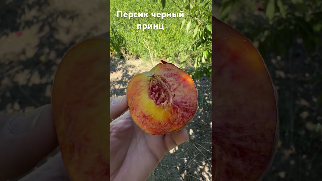 Персик черный принц описание сорта фото Сорт черный принц персик фото