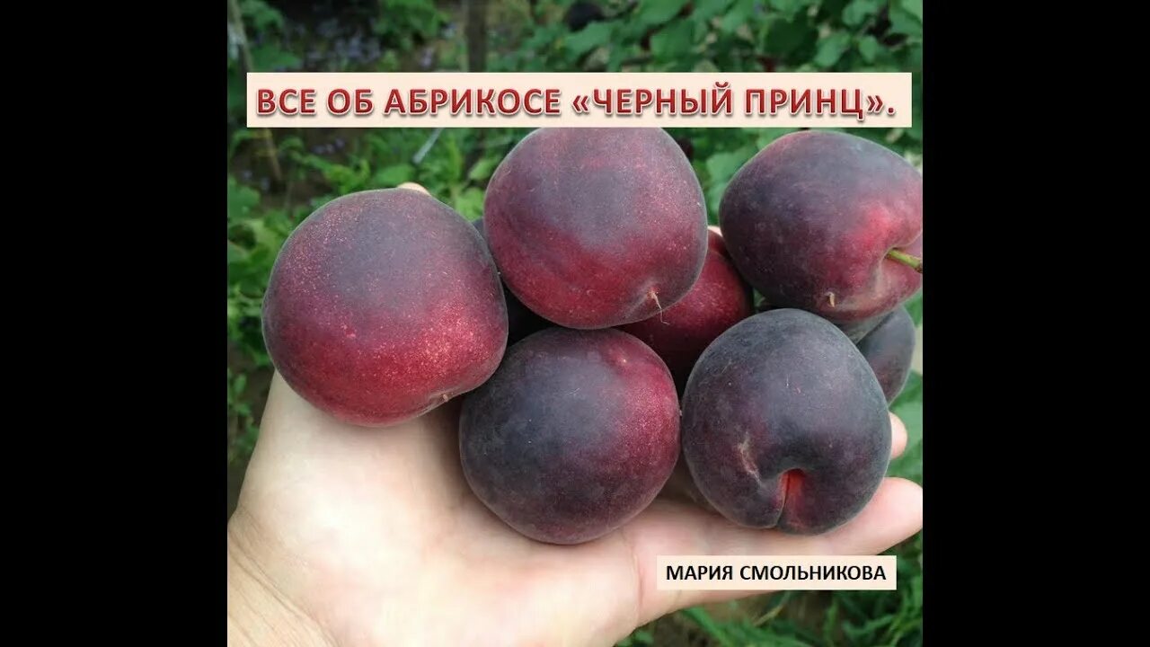 Персик черный принц описание сорта фото отзывы Все об абрикосе Черный принц. - YouTube