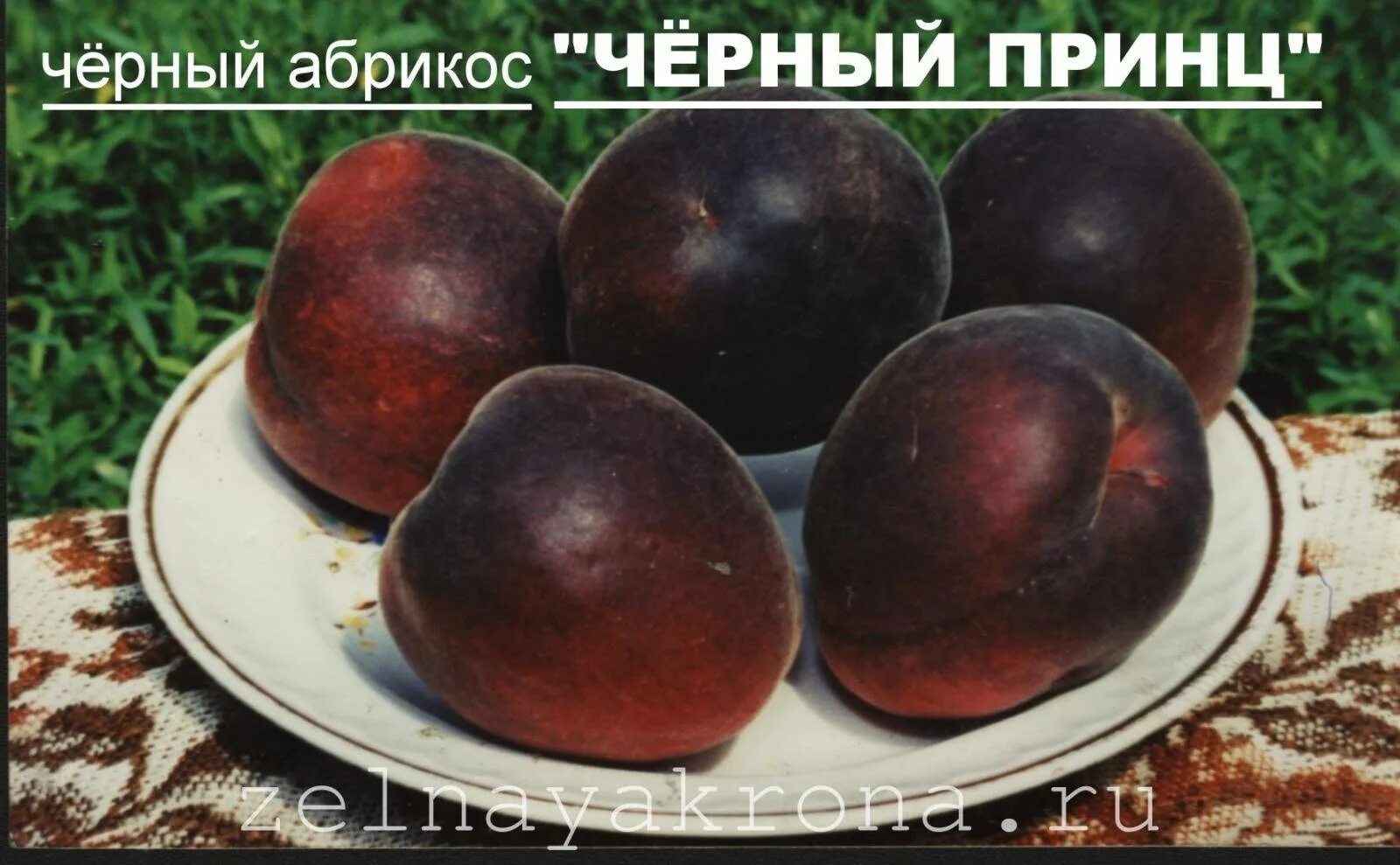 Персик черный принц описание сорта фото отзывы Абрикос Черный принц: описание сорта, фото, отзывы, правила посадки и ухода