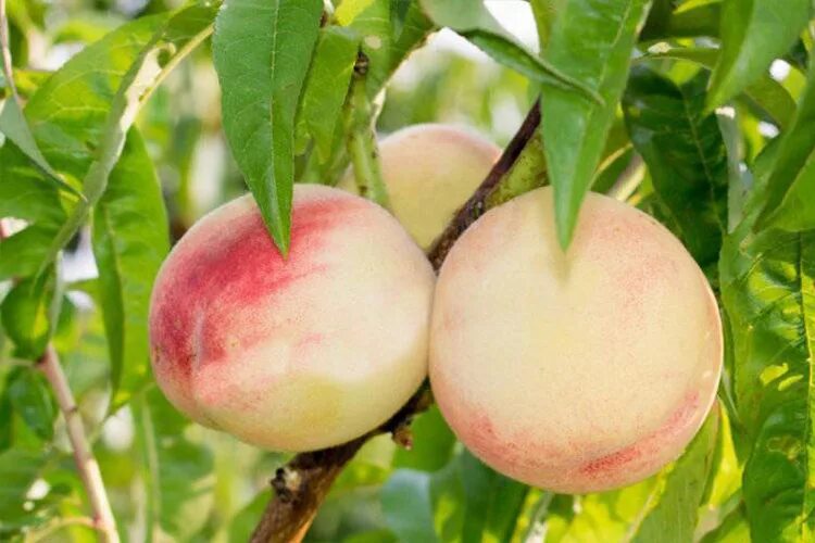 Персик донецкий белый описание сорта фото Персик Белая Лебедь (Prunus persika Belyi lebed) ОКС - Питомник Летний сад