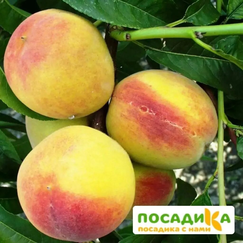 Персик донецкий описание сорта фото Персик Донецкий желтый купить по цене 299 ₽ за 1 шт. в Волгограде в интернет-маг