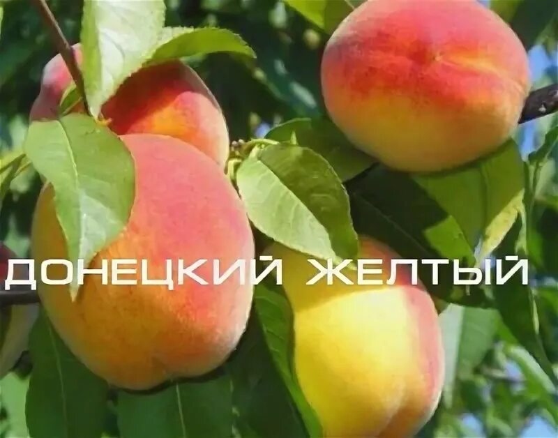 Персик донецкий описание сорта фото отзывы Персик донецкий белый описание сорта фото