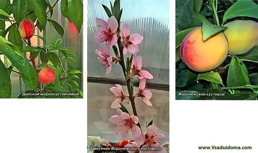 Персик донской морозоустойчивый описание отзывы фото Peach Donskoy frost-resistant in the Middle Lane - my reviews and care A site ab