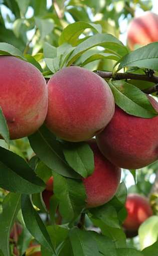 Персик донской морозоустойчивый описание отзывы фото Peach Trees - Flordaking 02C