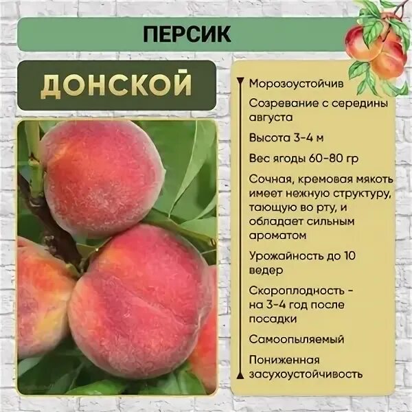 Персик донской описание сорта фото отзывы Саженцы, клубни, луковицы, рассада - страница 13