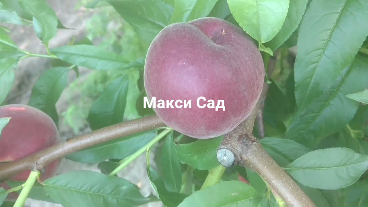 Персик экстрим свит описание сорта фото отзывы Персик Экстрим 6 /Peach Extreme 6/ Урожай 2021. Отзыв и видео от питомника Макси