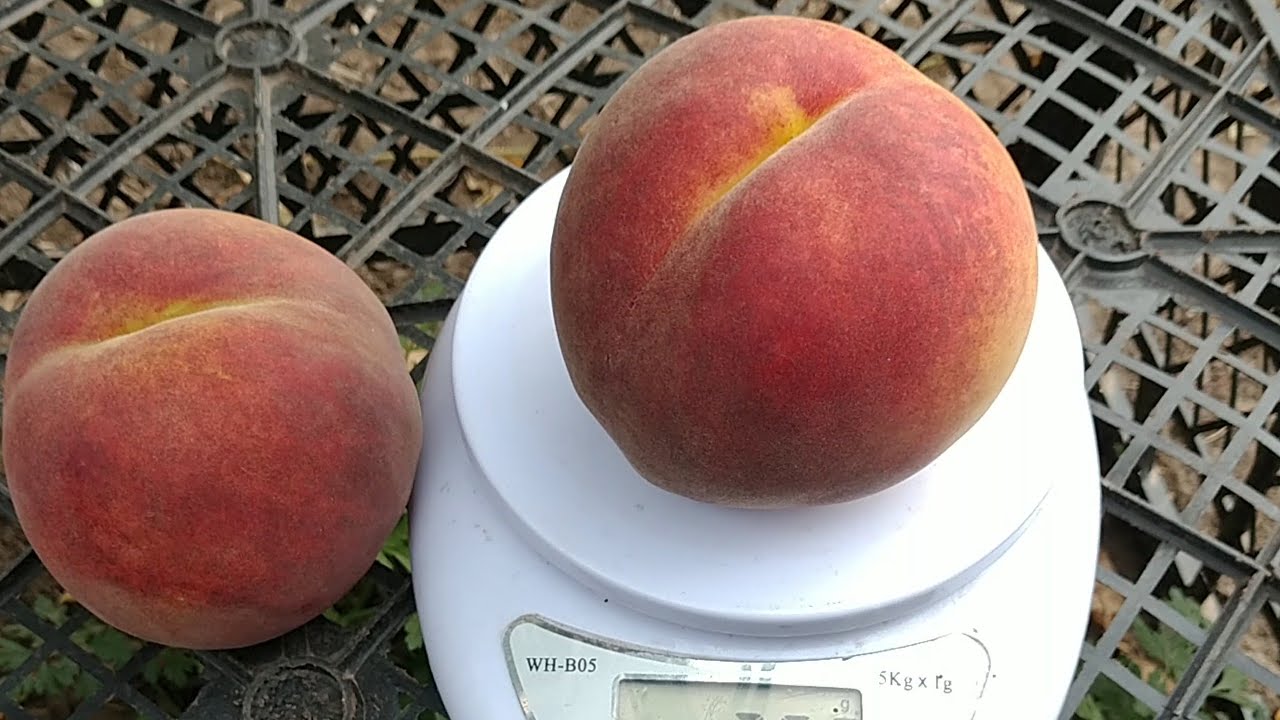 Персик экстрим свит описание сорта фото отзывы Новинка! Персик Екстрім-486. Peach Extreme-486. Ультрапізній сорт. Перші плоди. 
