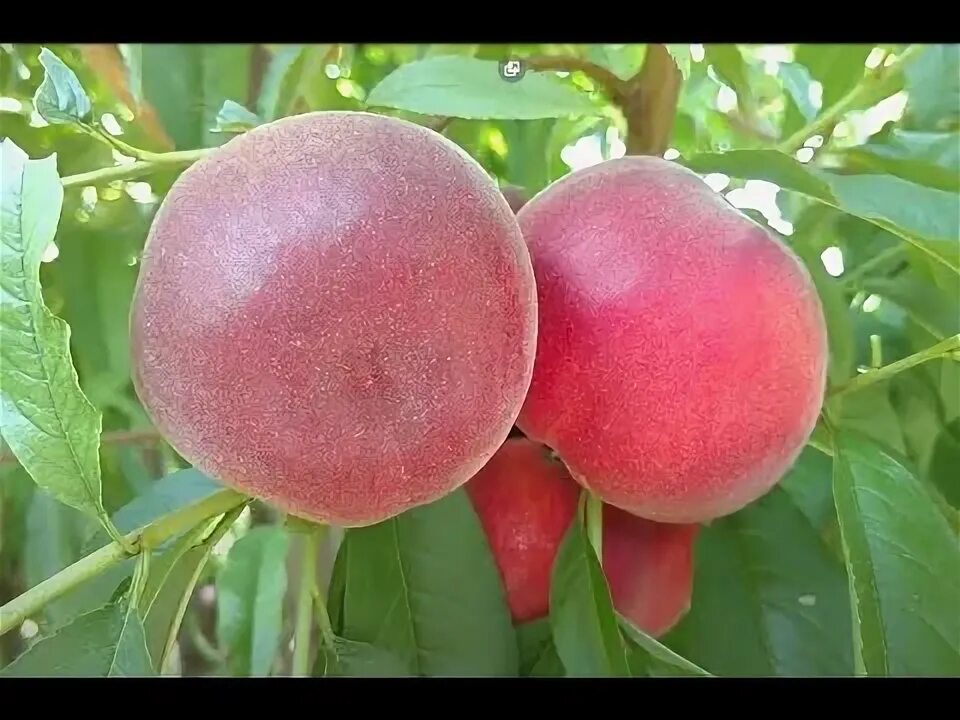 Персик экстрим свит описание сорта фото отзывы Ранний персик Экстрим-6 / Peach Extreme -6/ Красивый сорт. Урожай 2020. Отзыв и 