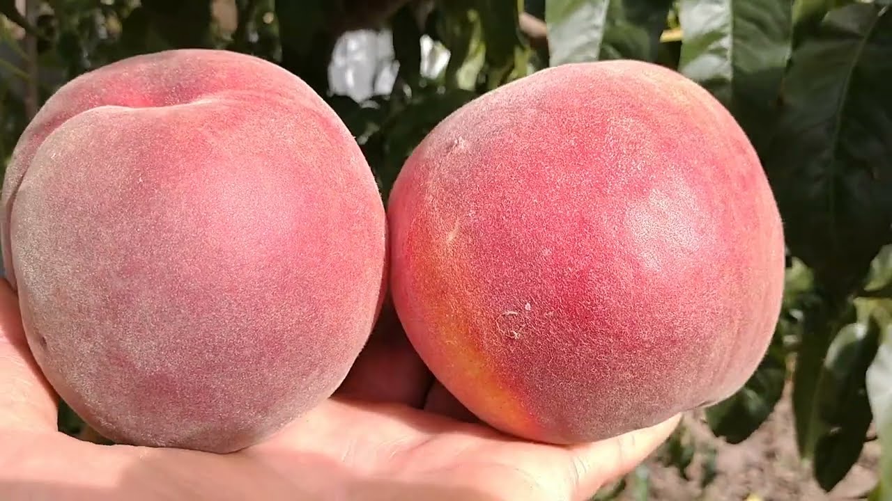 Персик экстрим свит описание сорта фото отзывы Персик Екстрім Світ. Peach Extreme Sweet. Солодка серія персиків. Обзор від Макс