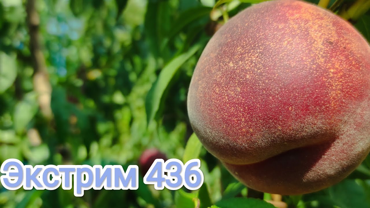 Персик экстрим свит описание сорта фото отзывы Персик Экстрим 436/Extreme 436 - YouTube