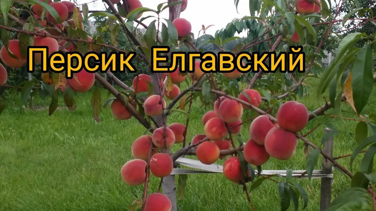 Персик елгавский фото Персик в Беларуси, Елгавский. - YouTube