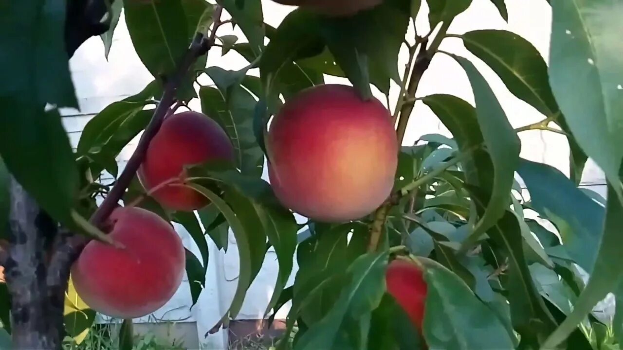 Персик елгавский фото Персик в Ред Хевен в Беларуси - YouTube