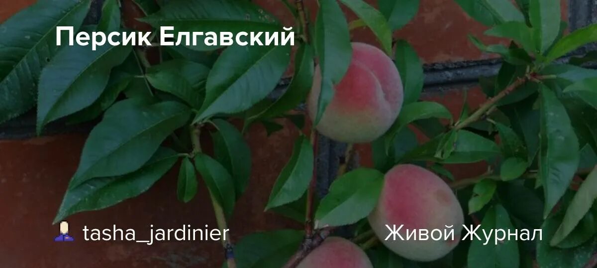 Персик елгавский описание сорта фото Персик Елгавский: tasha_jardinier - ЖЖ
