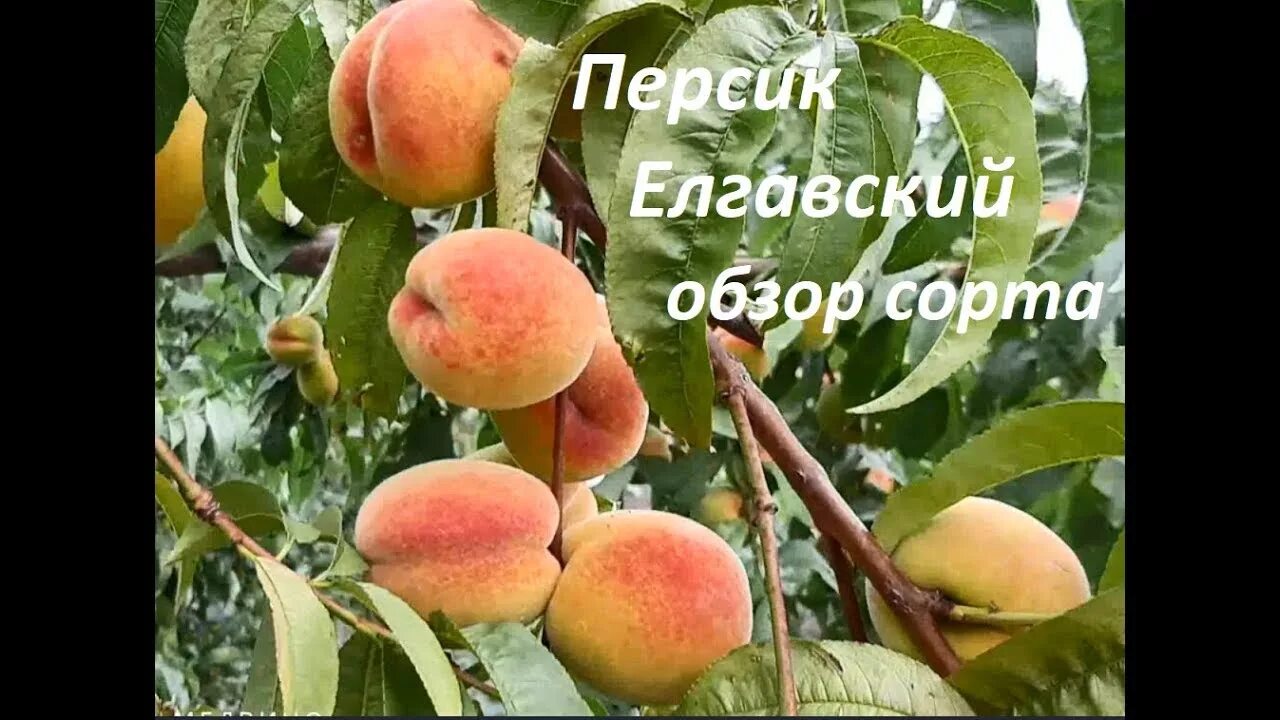 Персик елгавский описание сорта фото Персик Елгавский обзор сорта - YouTube