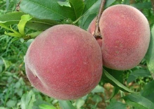 Персик эрли крест описание сорта фото отзывы Саженцы персика Эрли Крест купить в Москве по цене от 650 до 24000 руб. - питомн