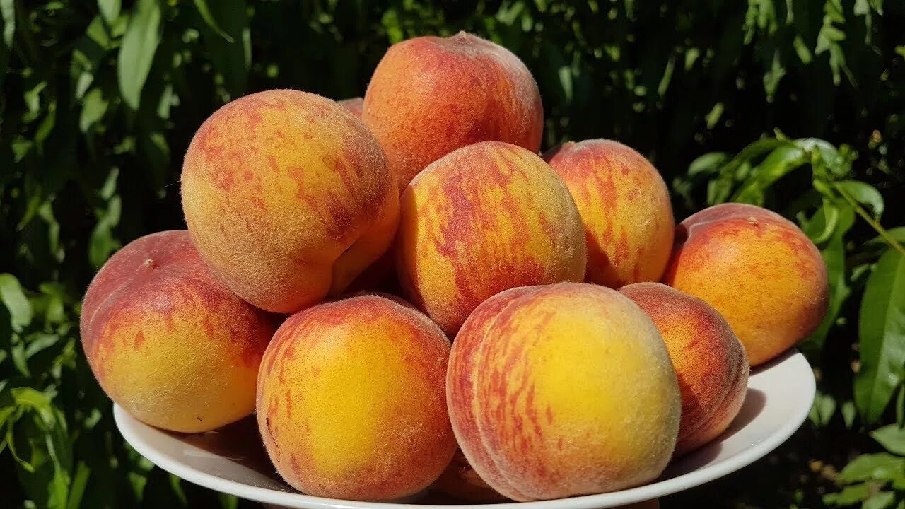Персик эрли крест описание сорта фото отзывы Персик Эрли Крест Peach Early Crest - YouTube