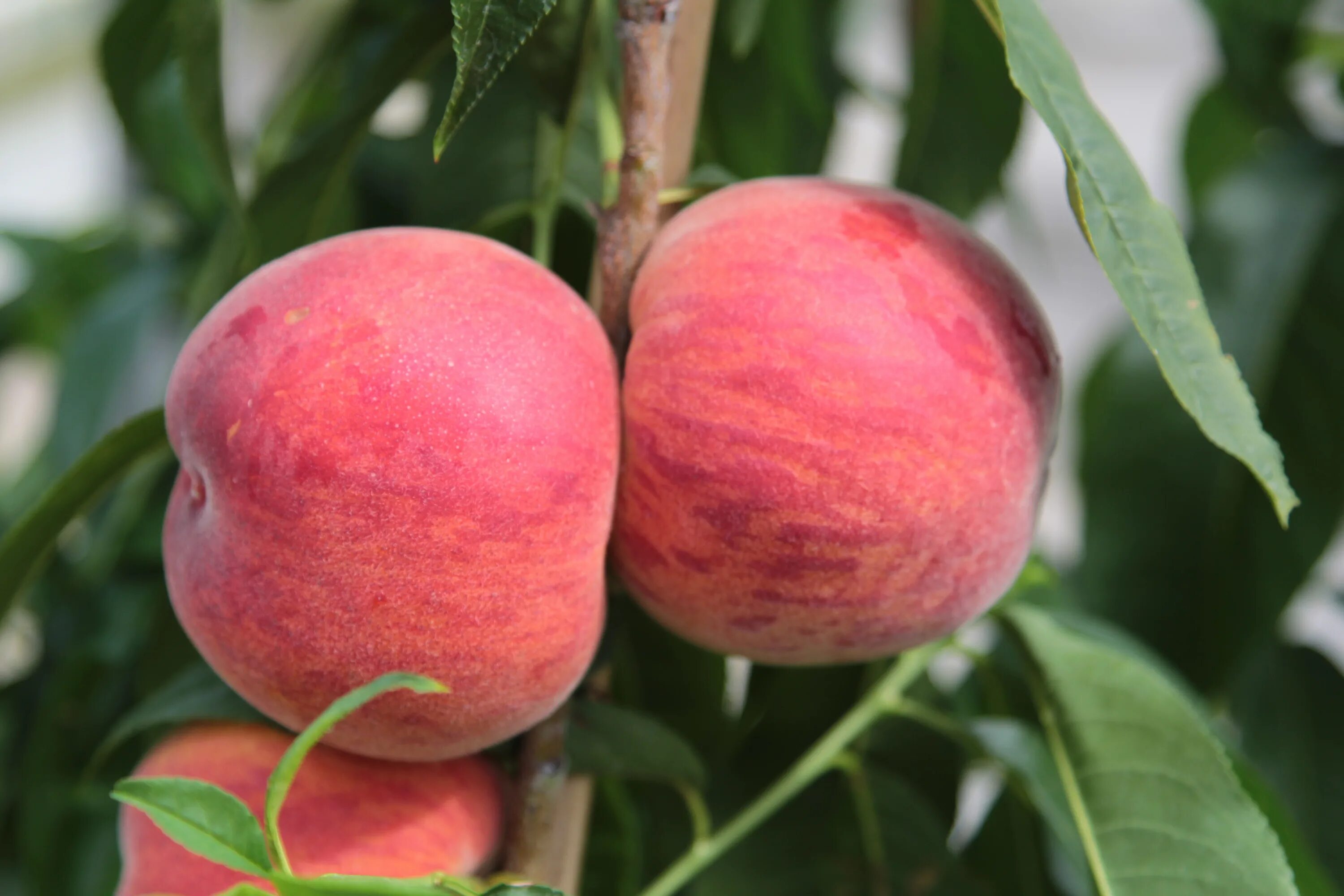 Персик эрли крест описание сорта фото отзывы UF Beauty A (Fla. 98-1C) low chill peach fruit tree variety - ANFIC