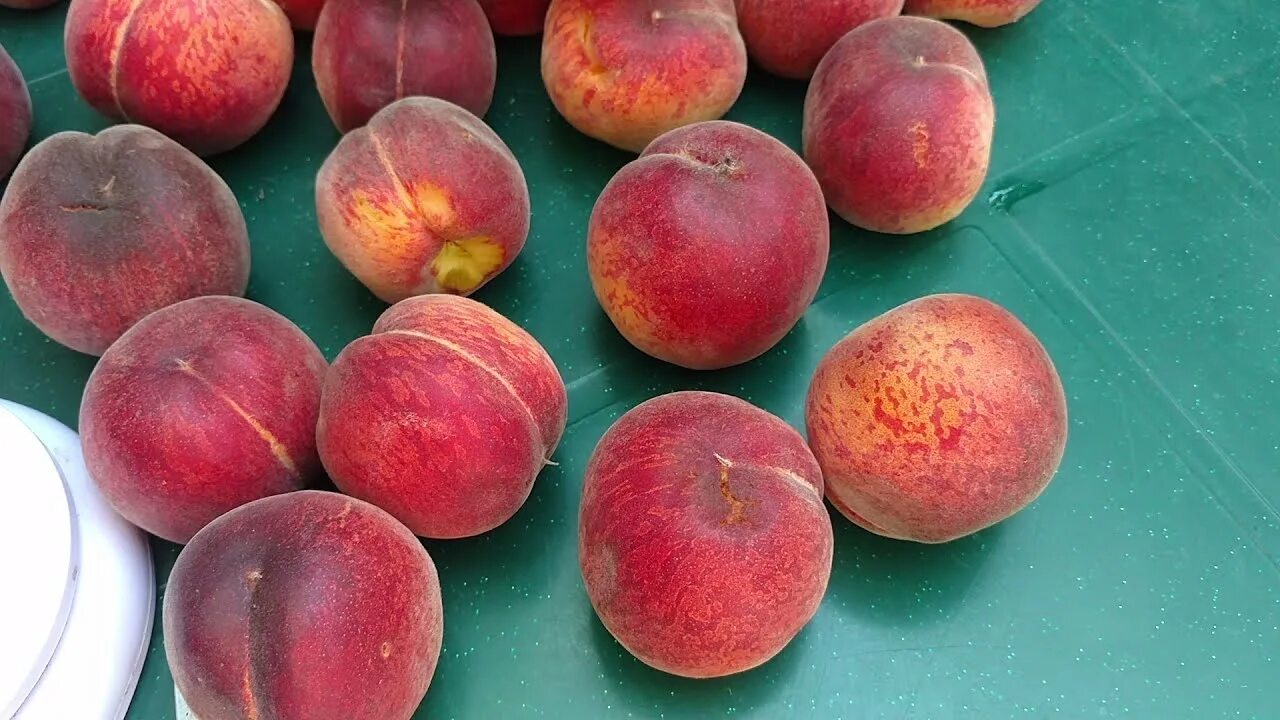 Персик эрли крест описание сорта фото отзывы Персик Эрли Крест. Сверхранний и вкусный. Отзыв от питомника Макси Сад. - YouTub