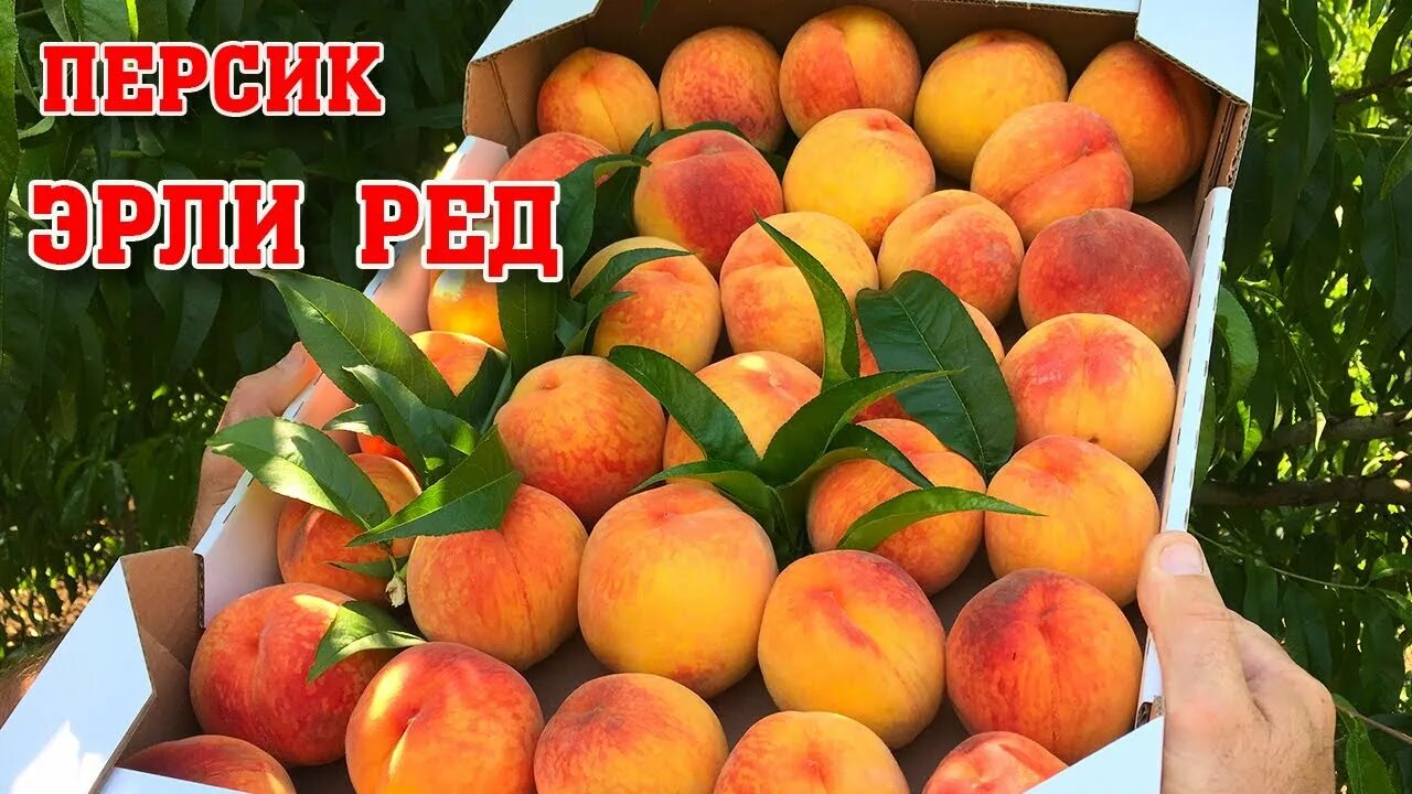 Персик эрли ред фото Обзор персика ЭРЛИ РЕД/Хороший коммерческий сорт!!!2021 - YouTube