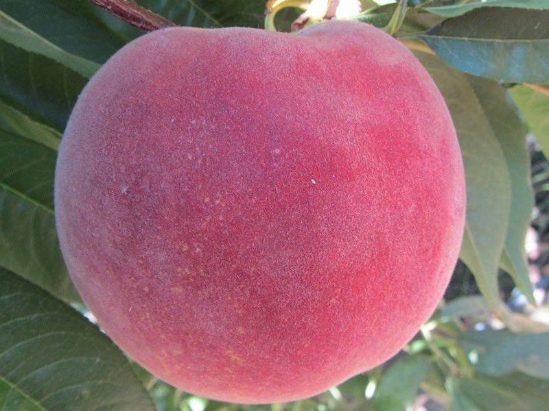 Персик эрли ред описание сорта фото Сорт персика эрли хейвен фото