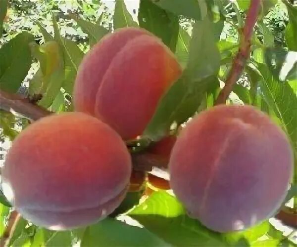 Персик эрли ред описание сорта фото отзывы Смородина черная (Ribes nigrum Россиянка C3). Остаток шт 7