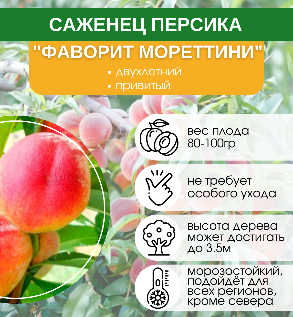 Персик фаворит описание сорта фото Купить саженцы Персик Фаворит Мореттини с доставкой! Florali-Flor