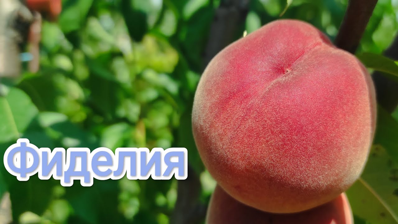Персик фиделия описание фото Персик Фиделия/Fidelia 07.08.2023 - YouTube