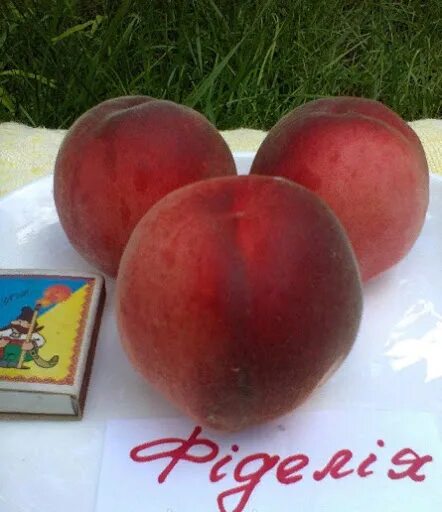 Персик фиделия описание фото отзывы Саженцы персика фиделия купить в Москве по цене от 1000 рублей