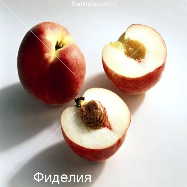 Персик фиделия описание сорта фото Персик Фиделия 300,00 р. Возраст Саженцев: Однолетние. Корневая Система: Открыта