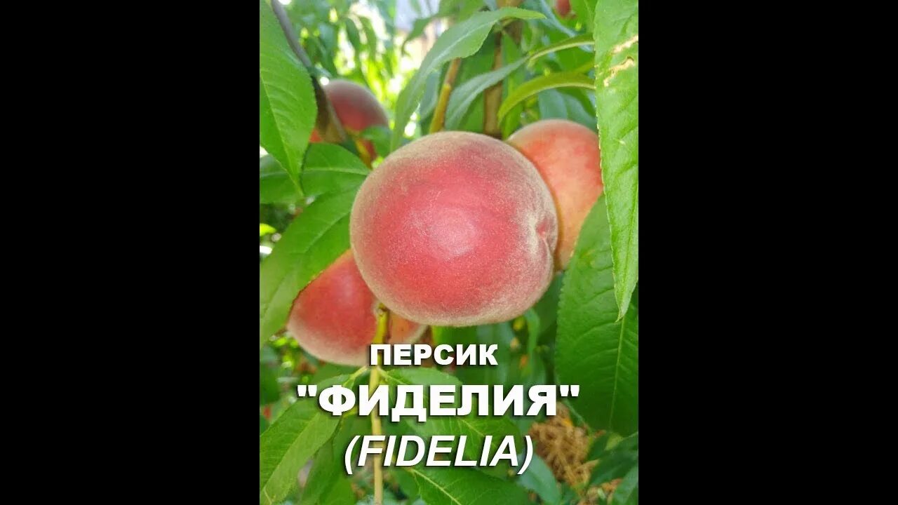 Персик фиделия описание сорта фото ВОРОНЕЖ. Персик "ФИДЕЛИЯ", (Франция), 2020, cелекция Floyd Zaiger. - YouTube