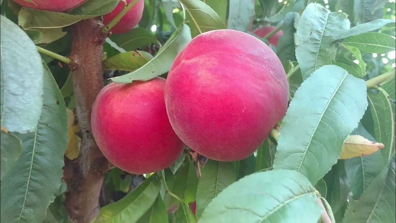 Персик фиделия описание сорта фото Персик Фиделия /Peach Fidelia/ Сорт - деликатес! Урожай 2021. Отзыв и видео от п
