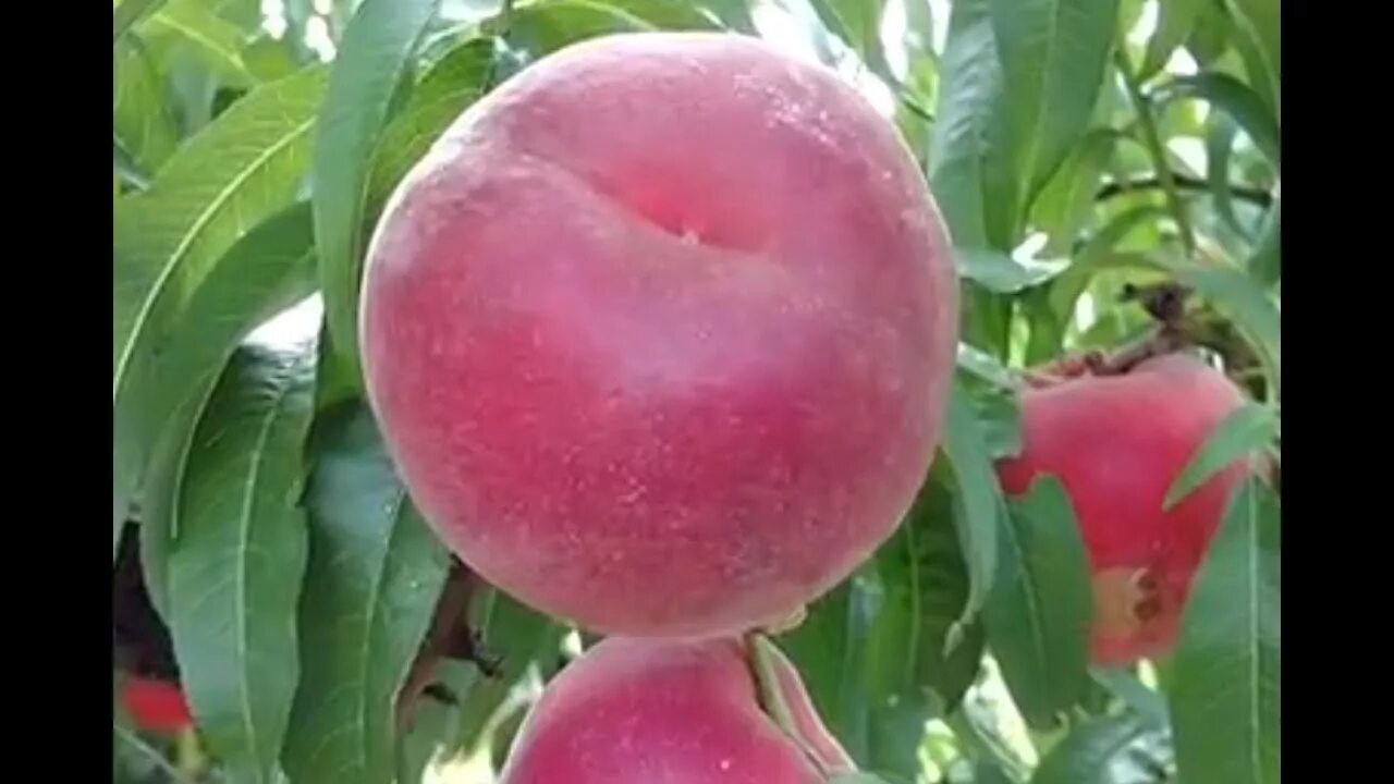 Персик фиделия описание сорта фото Персик Фиделия /Peach Fidelia/. Cладкий, беломясый сорт! Отзывы и видео от питом