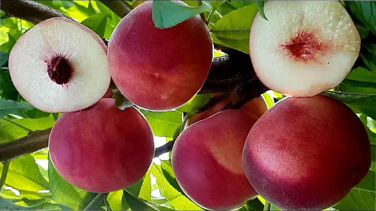 Персик фиделия описание сорта фото Peach Fidelia !!! ЛУЧШИЕ СОРТА ПЕРСИКА !!! ПЕРСИК ФИДЕЛИЯ !!! - YouTube