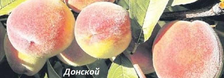 Персик фламинго описание сорта фото Персик ветеран фото и описание Фото и описание персика-ветерана