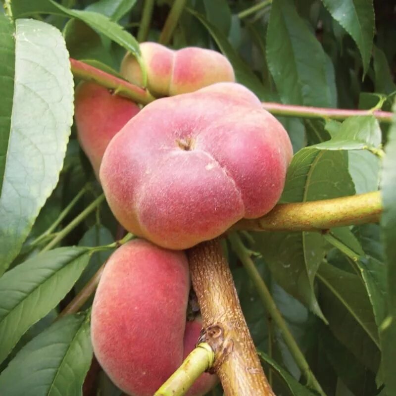 Персик фламинго описание сорта фото отзывы Stark ® Saturn Peach Tree from Stark Bro’s Peach trees, Fruit trees, Peach