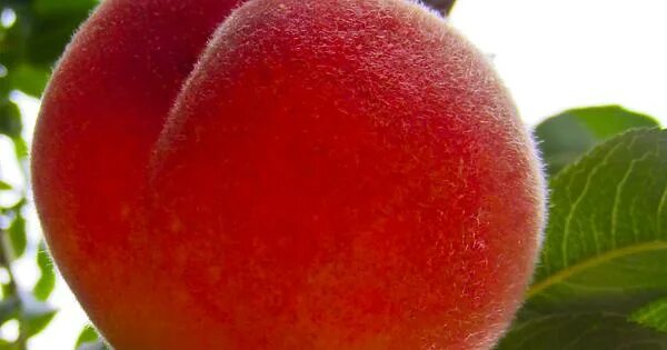 Персик фото 18 peach...i could eat a peach for hours - Imgur