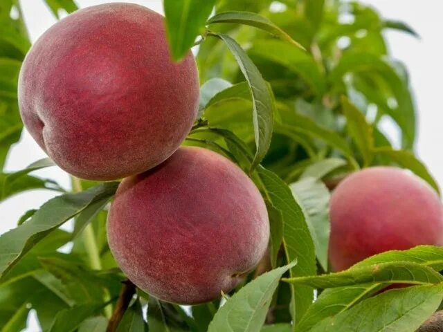 Персик фреш вайт описание сорта фото отзывы Персик Фреш Ред (Fresh Red) - Агро Сад