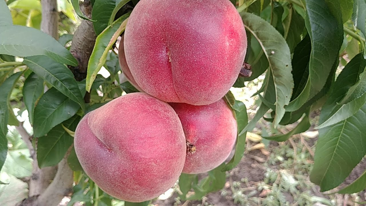 Персик фреш вайт описание сорта фото отзывы Персик Фреш Вайт. Peach Fresh White. Смачний, білом'ясий сорт - YouTube