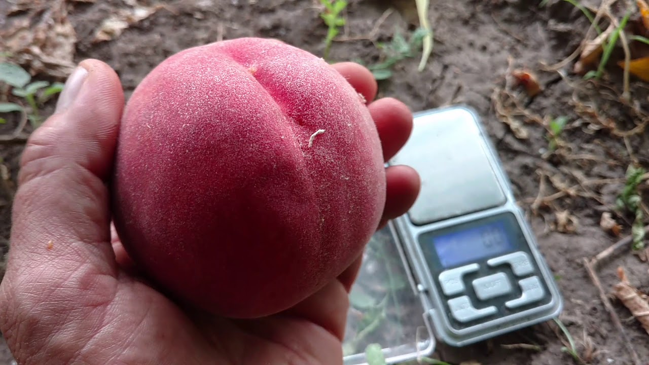 Персик фреш вайт описание сорта фото отзывы Персик Фреш Вайт ( Фреш Уайт) /Peach Fresh White / Первые плоды. Отзыв и видео п