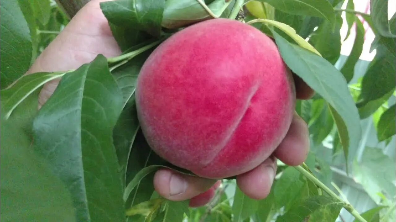 Персик фреш вайт описание сорта фото отзывы персик Фреш Вайт / peach Fresh White/ Отзыв и видео от питомника Макси Сад - You