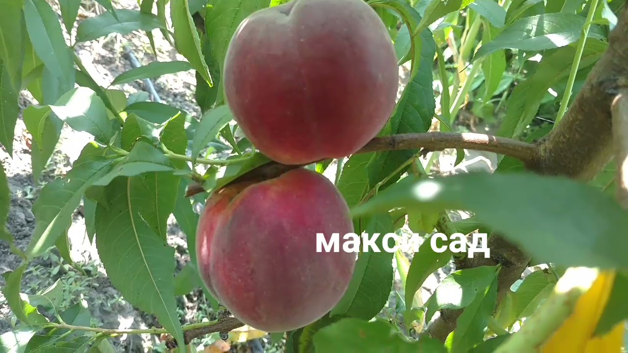 Персик фреш вайт описание сорта фото отзывы Персик Фреш Ред / peach Fresh Red/ Первое плодоношение. Отзыв и видео от питомни