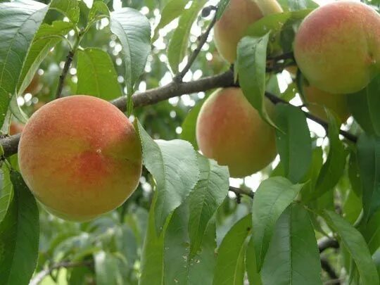 Персик фрост описание сорта фото Frost Peach is your best bet if you live west of the Cascades. This tasty peach 