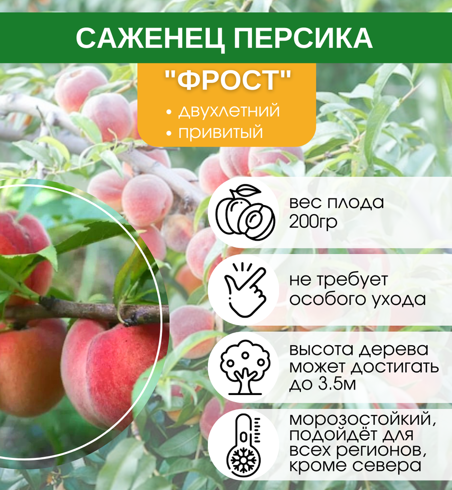Персик фрост описание сорта фото Персик посол мира описание сорта фото отзывы морозостойкость опылители - купить 