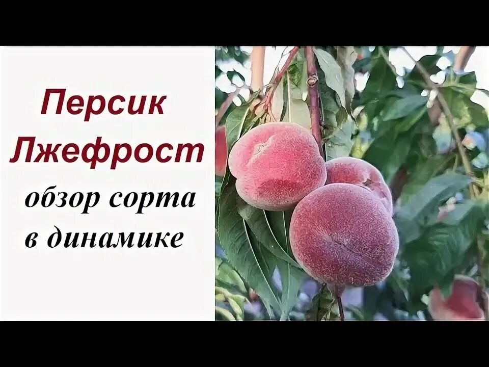 Персик фрост описание сорта фото отзывы Персик Лжефрост обзор сорта в динамике - YouTube