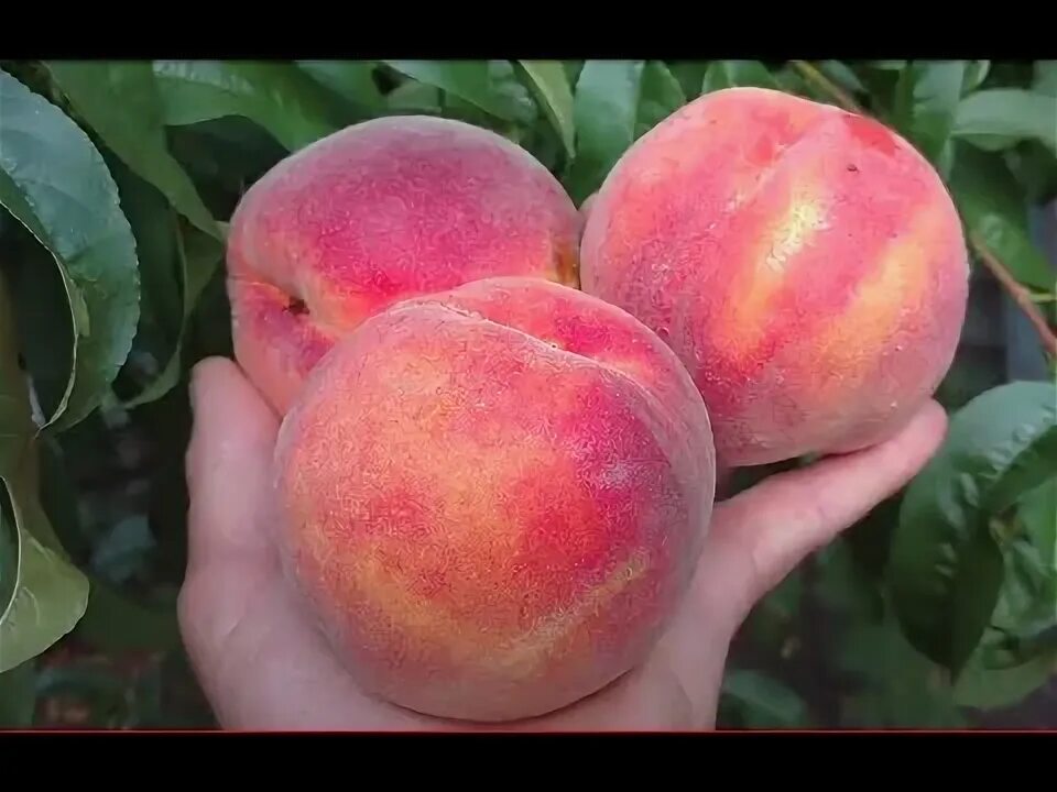 Персик фьюри описание сорта фото Персик Флеминг Фьюри PF -5 B /peach Flamin' Fury PF-5B/ . Отзыв и видео от питом