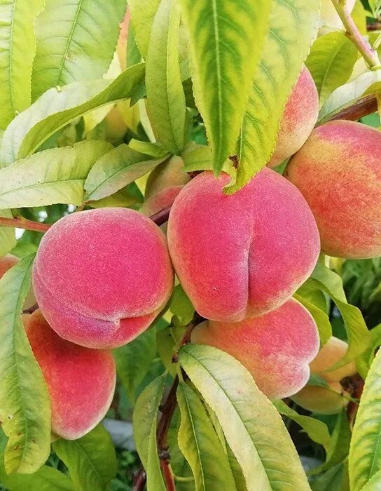 Персик гаяр описание сорта фото Купить Персик Редхейвен - Персик - GardenPlants