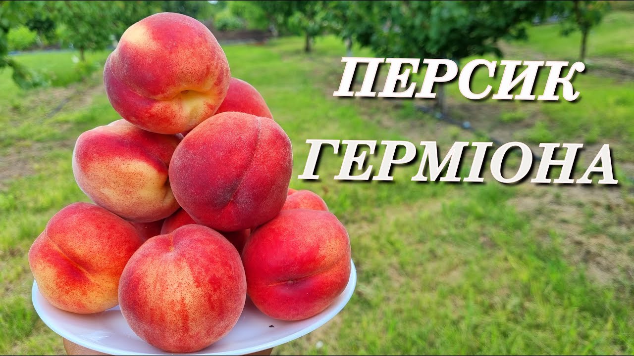 Персик гермиона описание сорта фото Смачні сорти персика.Персик Герміона. - YouTube