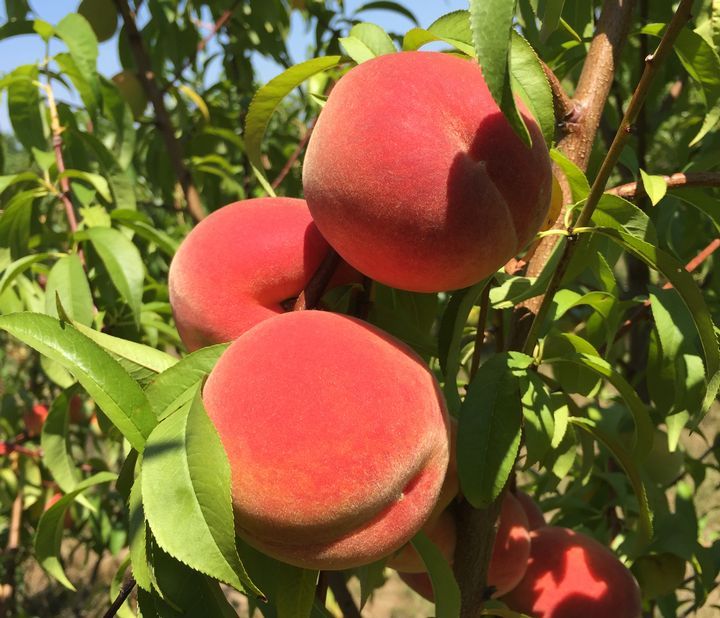 Персик гермиона описание сорта фото Peaches and the science behind them - MSU Extension Peach, Peach fruit, Peach sh